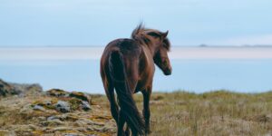 iceland animal countryside grass